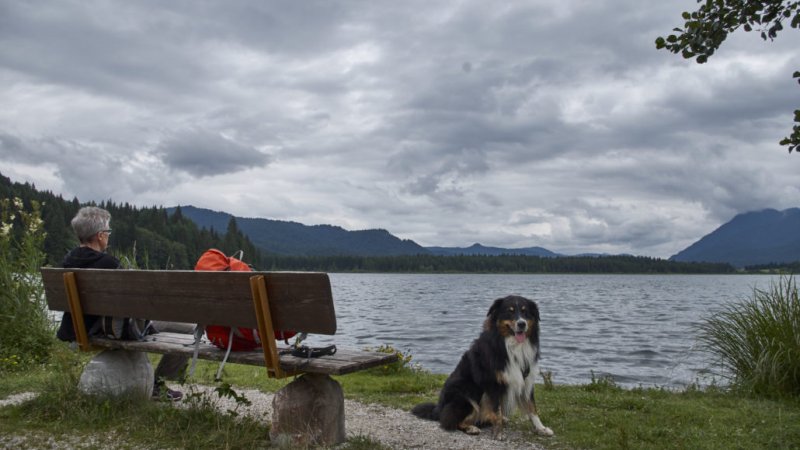 Die ruhige Idylle am Barmsee, © Andrea Obele | mein-wanderhund.de