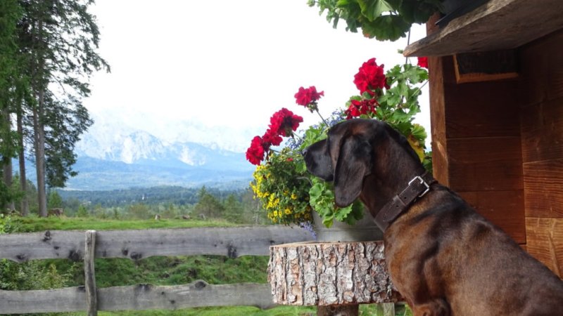 Auhütten-Hund Vitus, © Alpenwelt Karwendel | Andrea Schmölzer