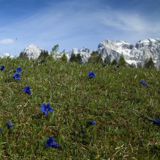 Königsblauer Enzian vorm Karwendel, © Alpenwelt Karwendel | Hubert Hornsteiner