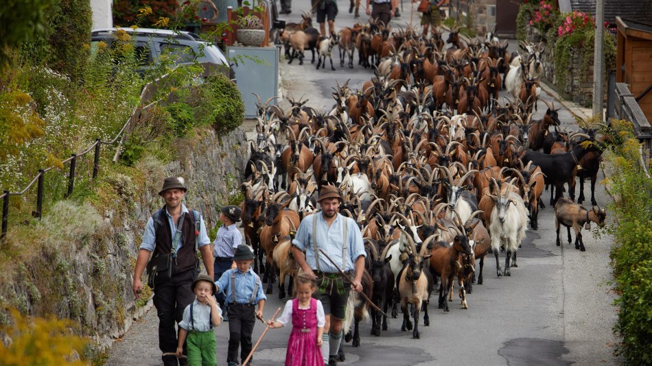 Ziegenabtrieb in Mittenwald, © Alpenwelt Karwendel/ Lukas Barth-Tuttas