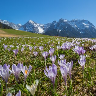 Violetter Krokus auf den Buckelwiesen zwischen Mittenwald und Krün, © Alpenwelt Karwendel | Wera Tuma