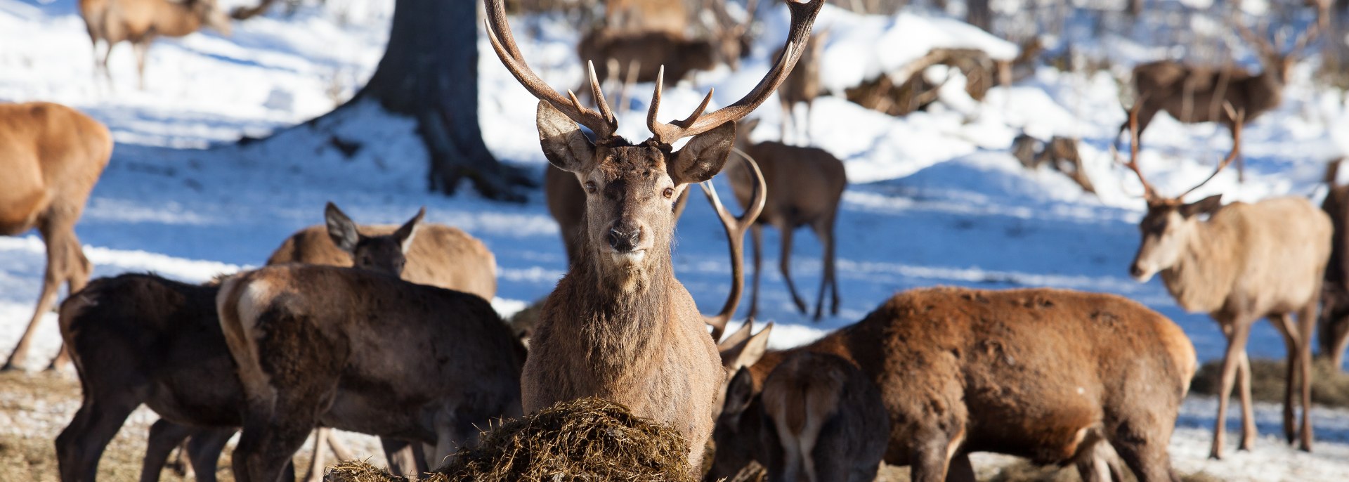 Hirsch, ©  Alpenwelt Karwendel | Hubert Hornsteiner