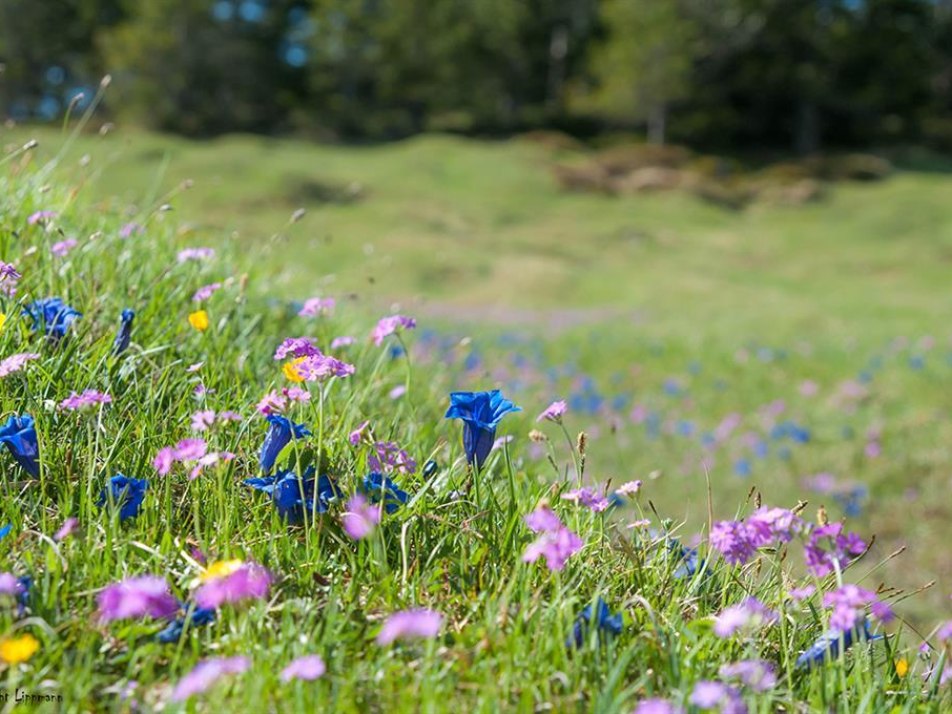 Buckelwiesen am Kranzberg im Mai