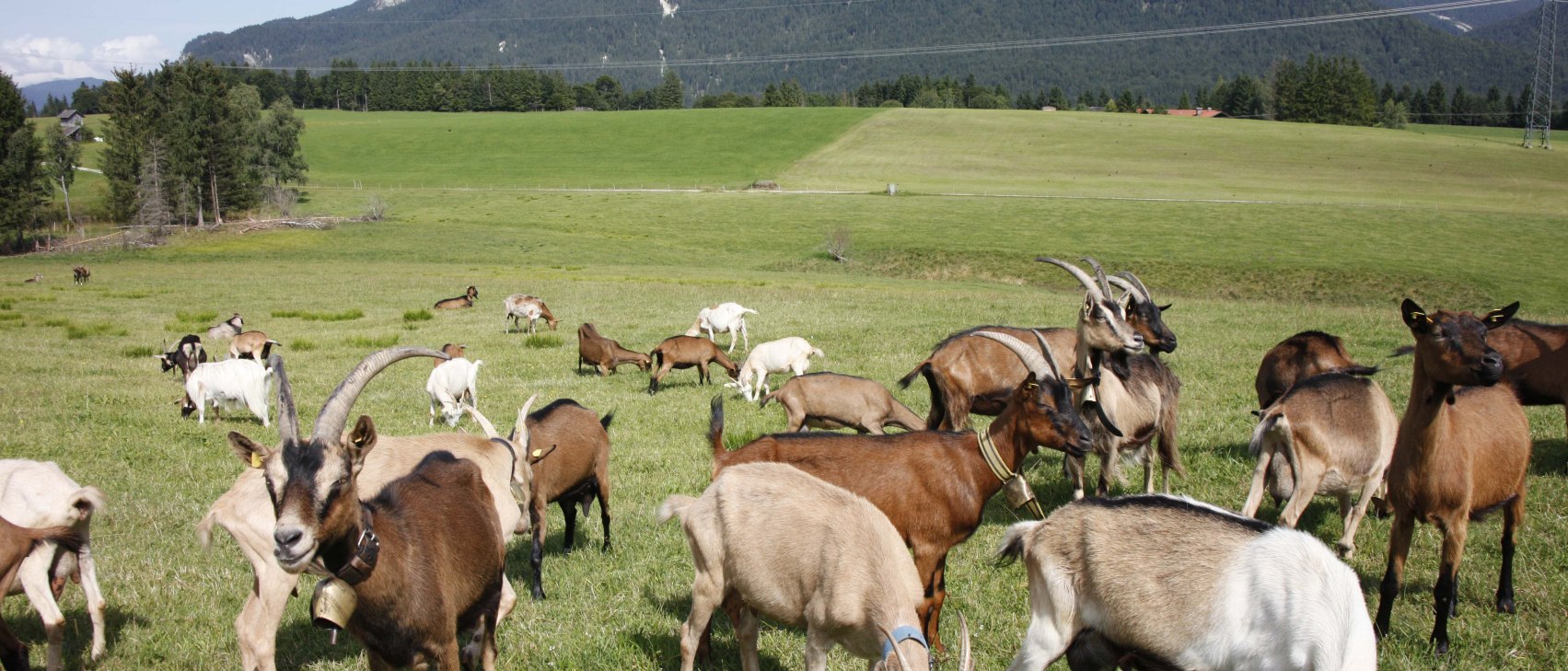 Ziegen Goas-Alm, © Alpenwelt Karwendel | Goas-Alm, Fam. Sailer Ziegen Goas-Alm, © Alpenwelt Karwendel | Goas-Alm, Fam. Sailer