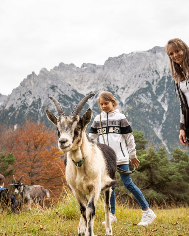 Wandern mit Ziegen - Herbstliche Highlights für Groß und Klein, © Alpenwelt Karwendel | Philipp Gülland