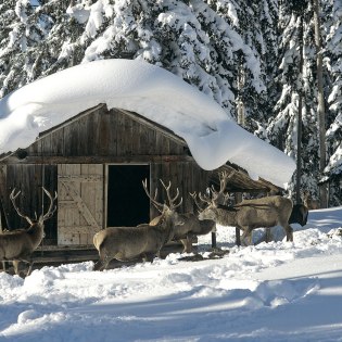 Hirsche bei einer der Wildfütterungen in Wallgau und Krün. , © Alpenwelt Karwendel | Tanner Werbung_Pfisterer 