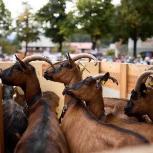Ziegenabtrieb 2023 in Mittenwald, © Alpenwelt Karwendel/ Lukas Barth-Tuttas