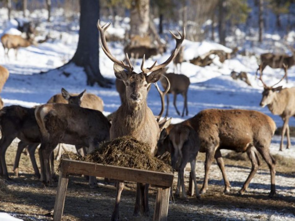 Winterzeit im Wald: Kinderwanderung zur Wildfütterung (Wallgau), © Alpenwelt Karwendel | Hubert Hornsteiner Winterzeit im Wald: Kinderwanderung zur Wildfütterung (Wallgau), © Alpenwelt Karwendel | Hubert Hornsteiner