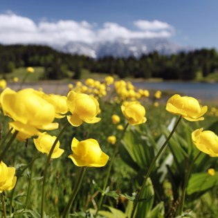 Unberührte Natur rund um den Wildensee, © Alpenwelt Karwendel | Rudolf Pohmann