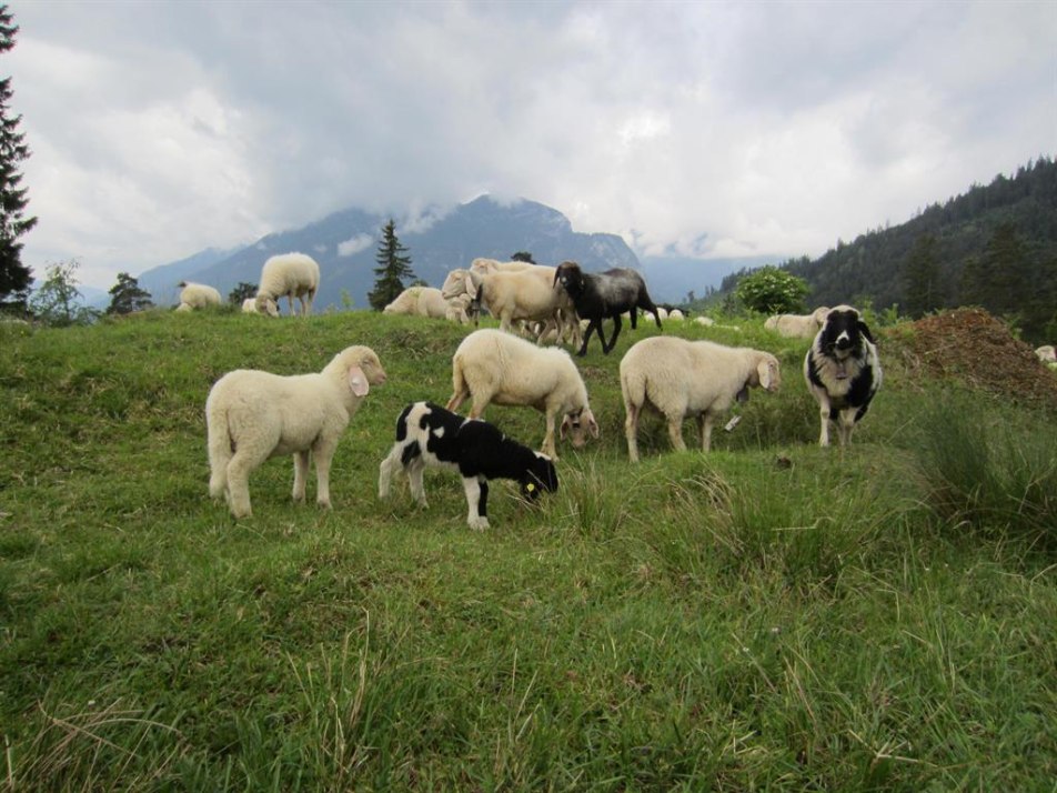 Schafe auf der Alm, © Sheep on the pasture
