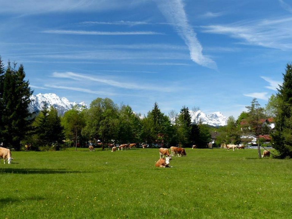 Kühe auf der Weide im Grieß