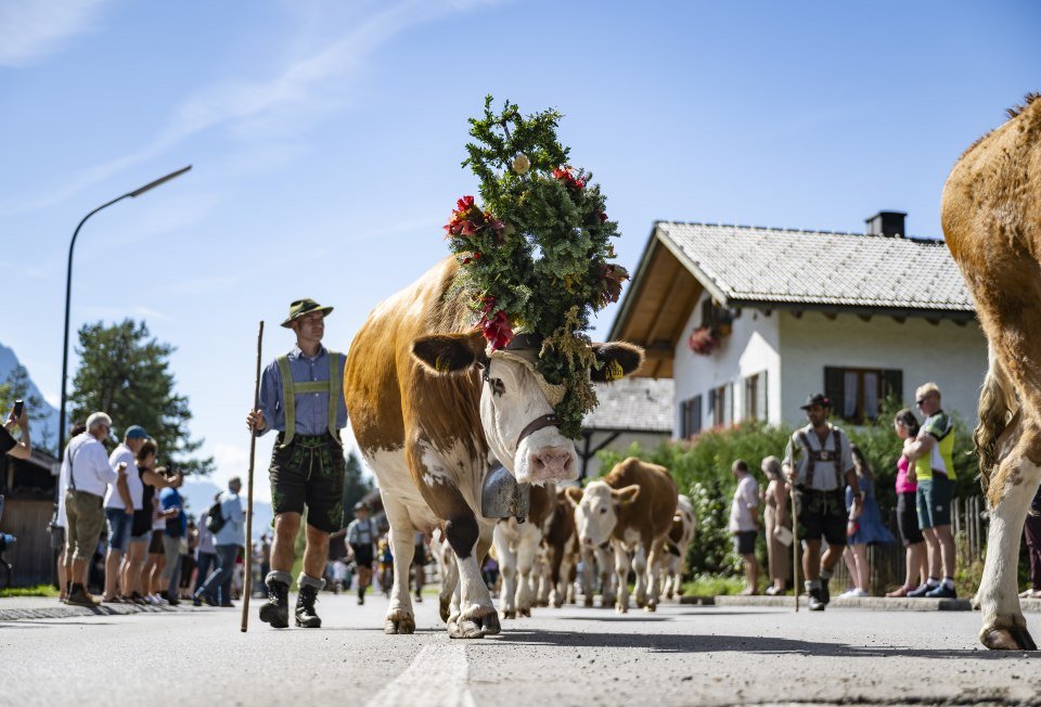 Almabtrieb mit Dorffest und Bauernmarkt in Krün, © Alpenwelt Karwendel / Pierre Johne