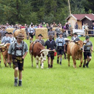 Eindrücke vom Ochsenrennen in Wallgau 2016, © Alpenwelt Karwendel | Florian Neuner