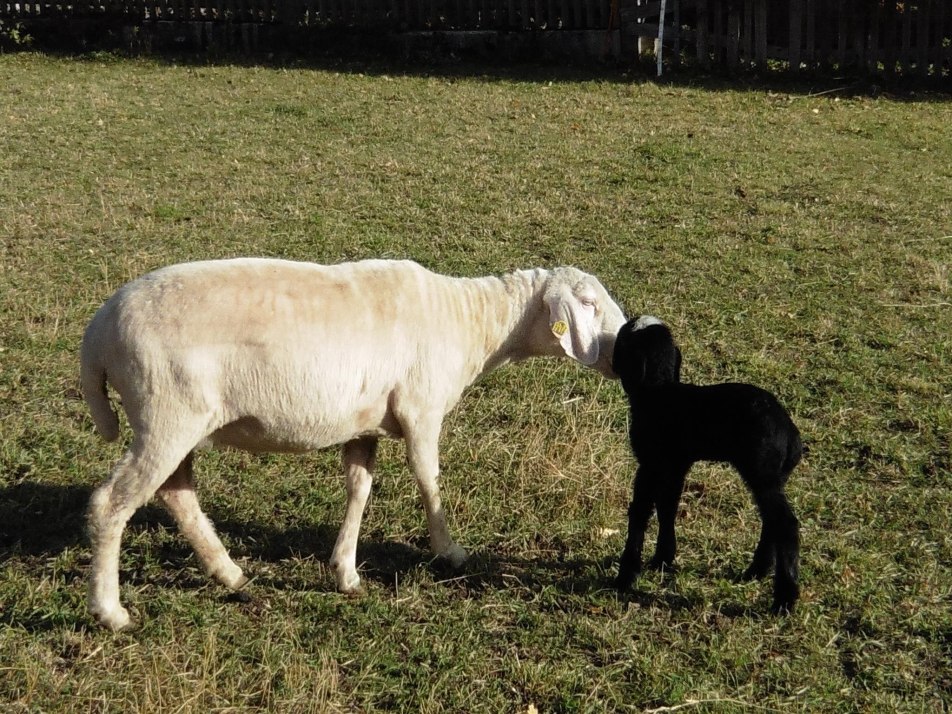 Unsere Weiße mit Blacky