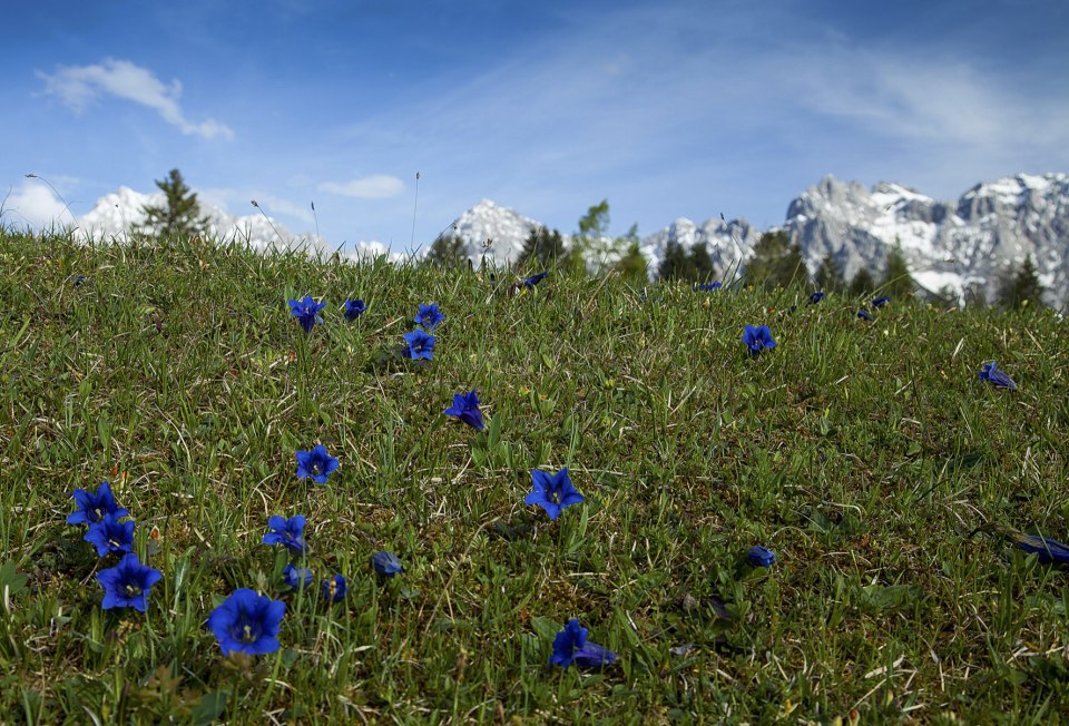 Königsblauer Enzian vorm Karwendel, © Alpenwelt Karwendel | Hubert Hornsteiner