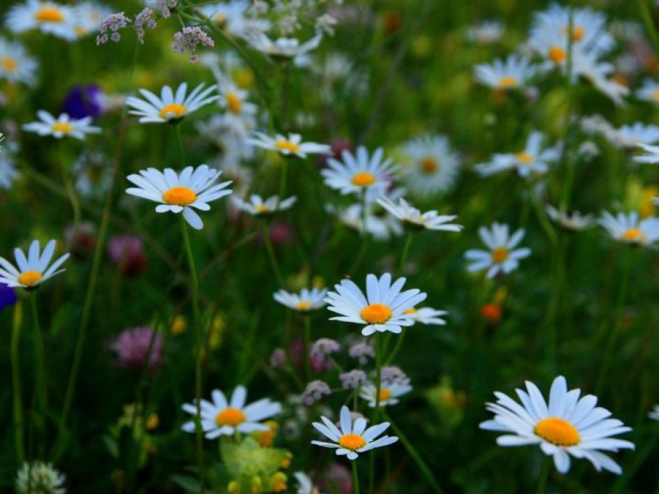 Botanische Exkursion - Sommer mit Danny Böttger, © Alpenwelt Karwendel | Danny Böttger