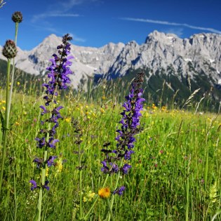 Sommerliche Aussichen von den Buckelwiesen zwischen Krün und Wallgau, © Alpenwelt Karwendel | Rudolf Pohmann