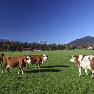 Die Kühe der Bergbauern in der Alpenweltr Karwendel genießen ihre Weide an der frischen Bergluft , © Alpenwelt Karwendel |Christoph Schober