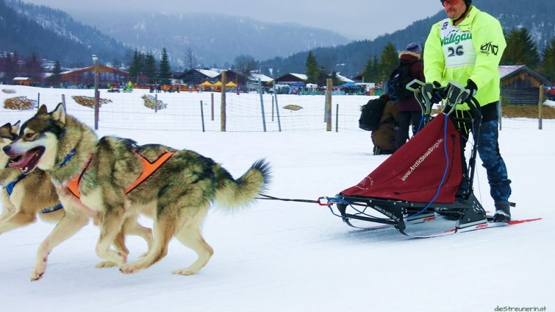 Sportliches Gespann aus zwei Huskies und dem Musher, © dieStreunerin