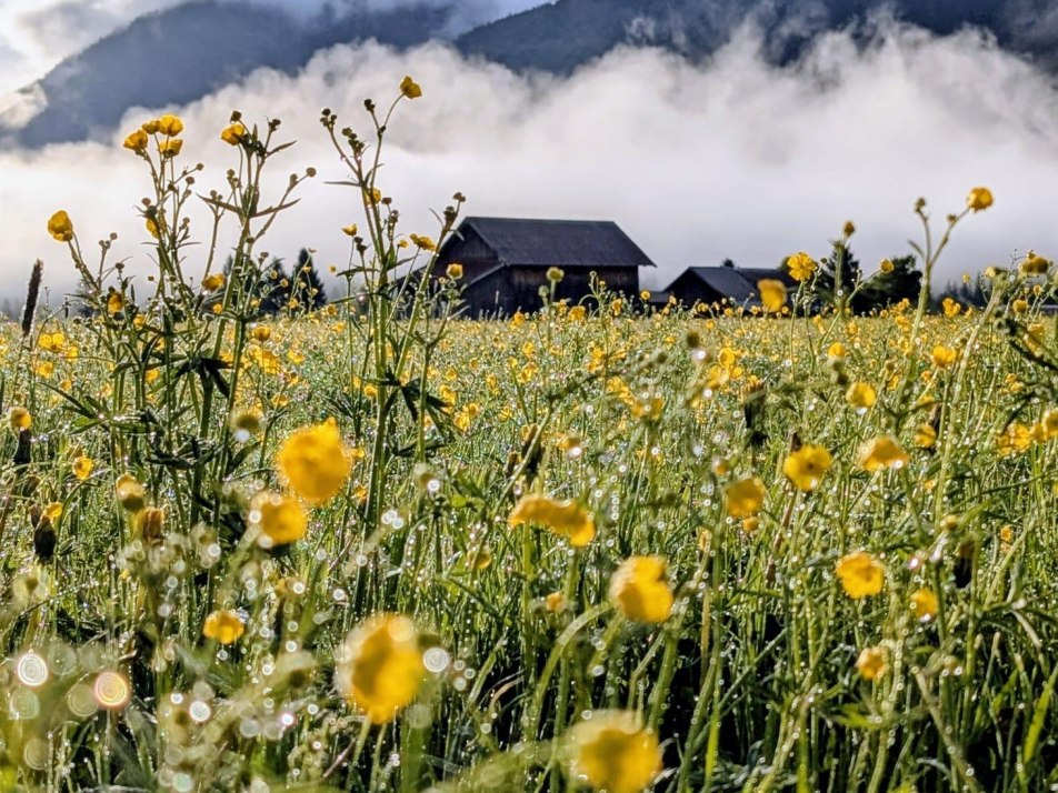 Blumenwiese hinter dem Haus Blumenwiese hinter dem Haus