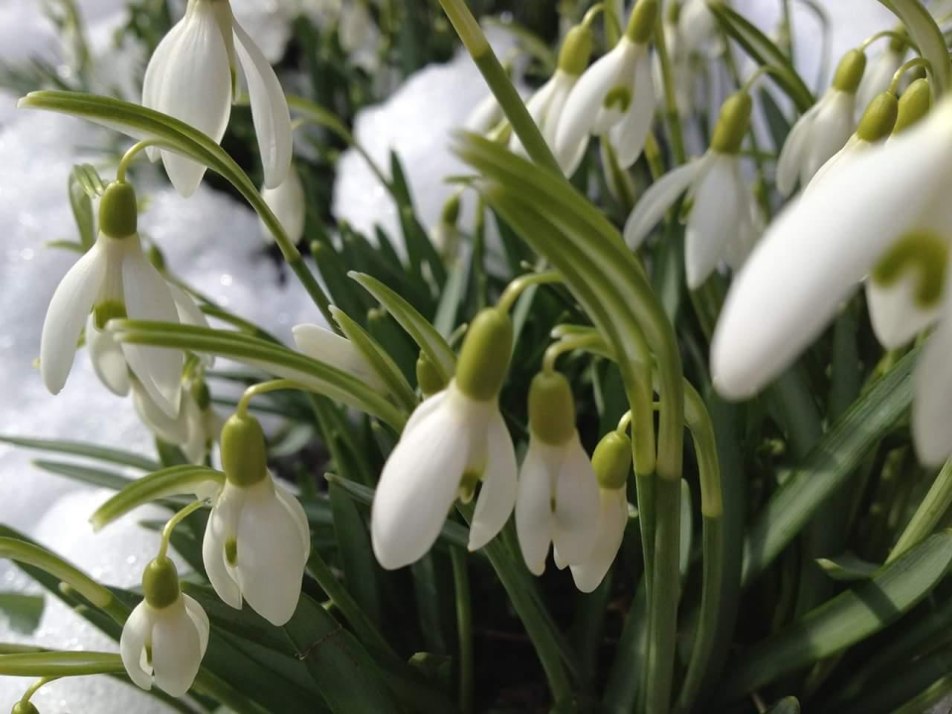 Frühling 1