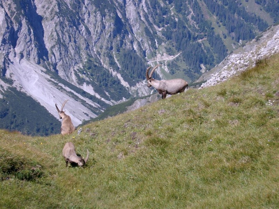 Steinbock