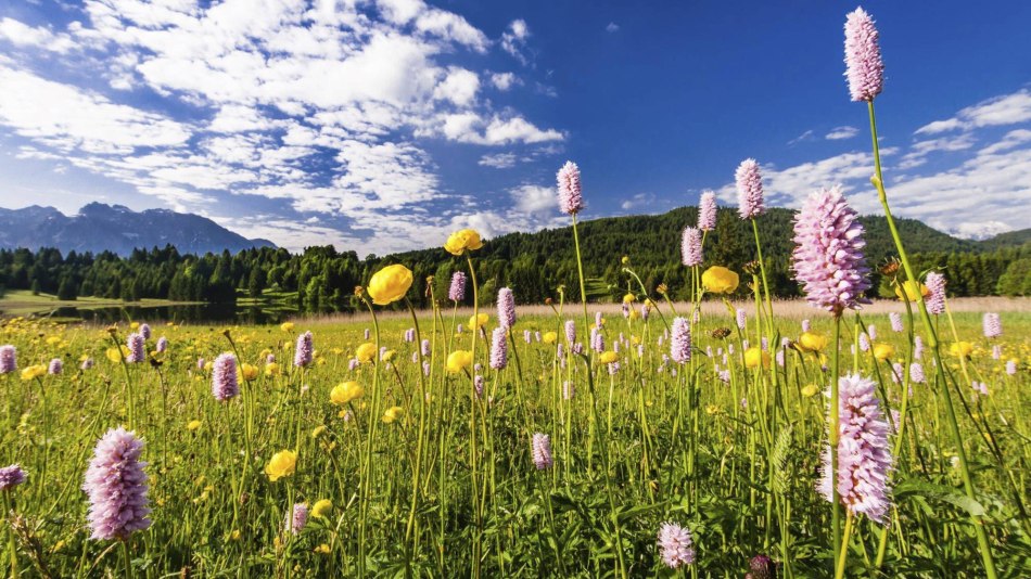 Bunte Blumen auf eine Wiese bei Gerold, gelegen zwischen Krün und Garmisch-Partenkirchen., © Alpenwelt Karwendel | Kriner & Weiermann