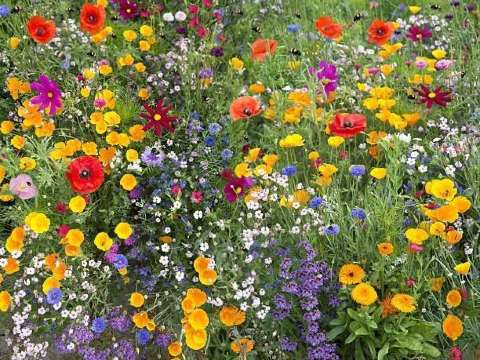 Blumenwiese 2