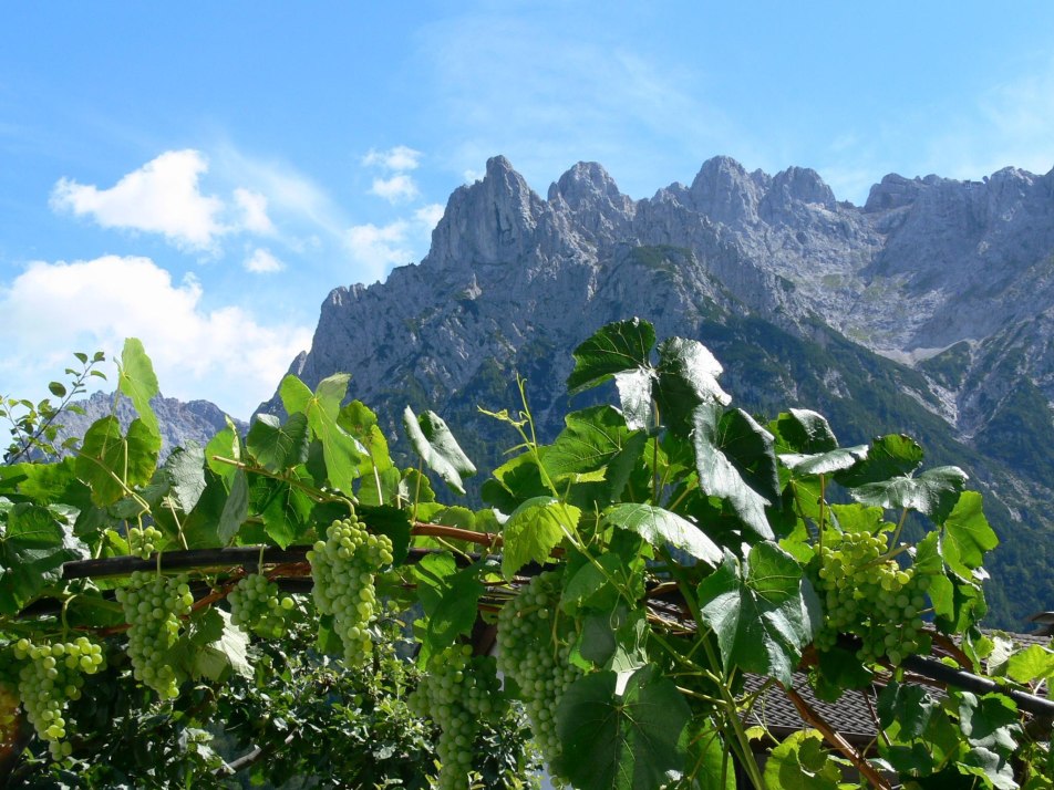 Weinreben im Garten mit Karwendel im Hintergrund