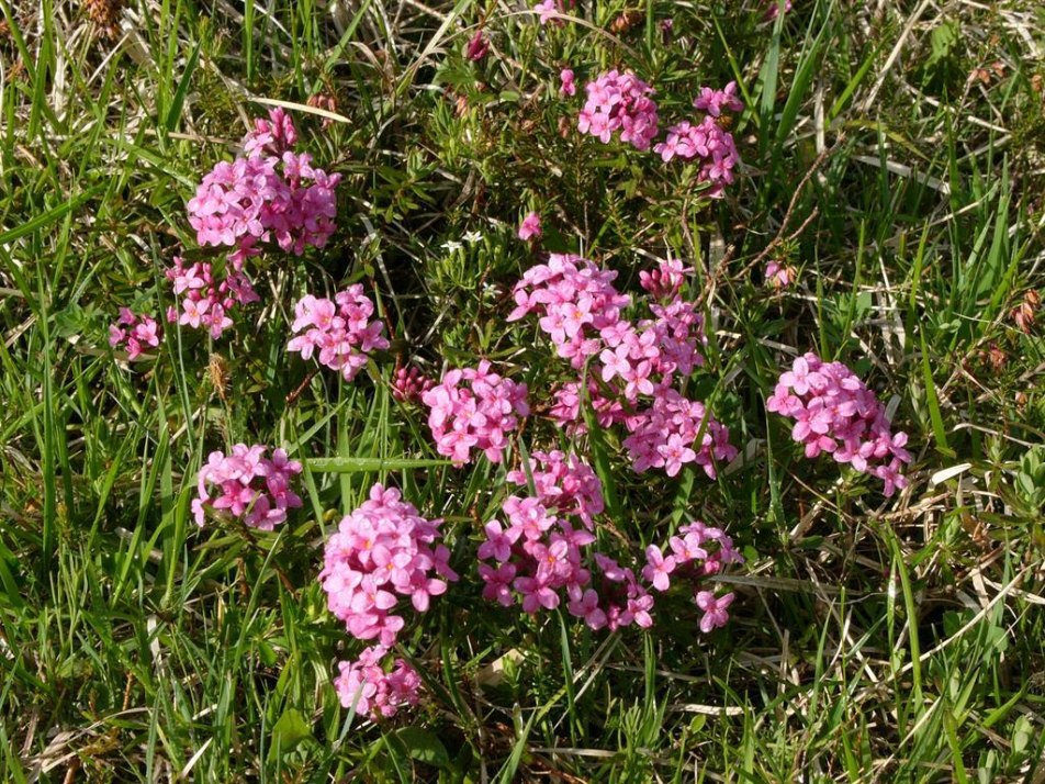 Das duftende Steinröserl, © Hans Buchwieser