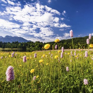 Bunte Blumen auf eine Wiese bei Gerold, gelegen zwischen Krün und Garmisch-Partenkirchen., © Alpenwelt Karwendel | Kriner & Weiermann