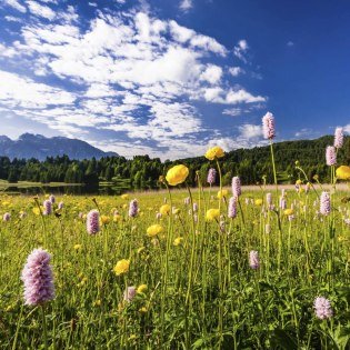 Colorful flowers on a meadow near Gerold, located between Krün and Garmisch-Partenkirchen., © Alpenwelt Karwendel | Kriner & Weiermann