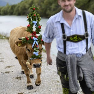 A custom in the Alpenwelt Karwendel - if all cattle come back safely from the alpine pasture, you will be festively wreathed to celebrate the farmers´weeks, © Alpenwelt Karwendel | Zugspitz Region