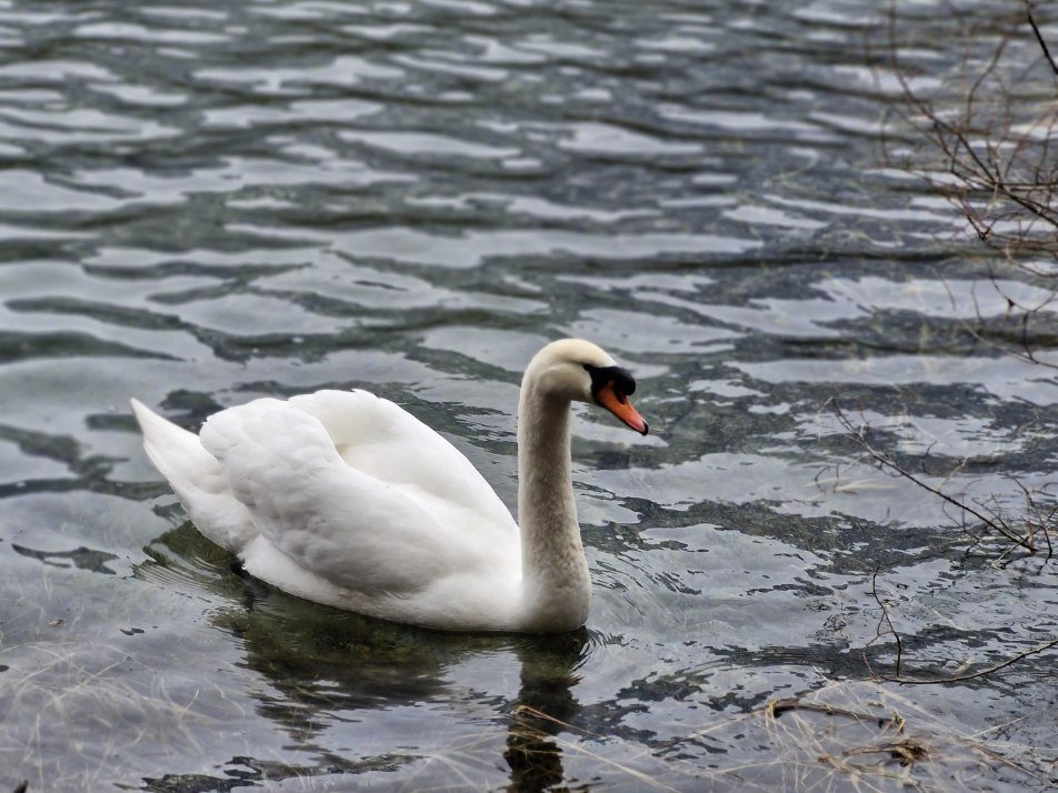 Schwan am Stausee