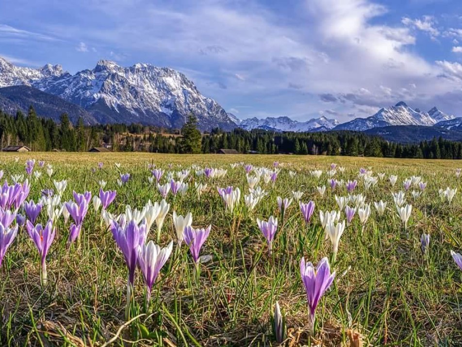 Blumenwiese