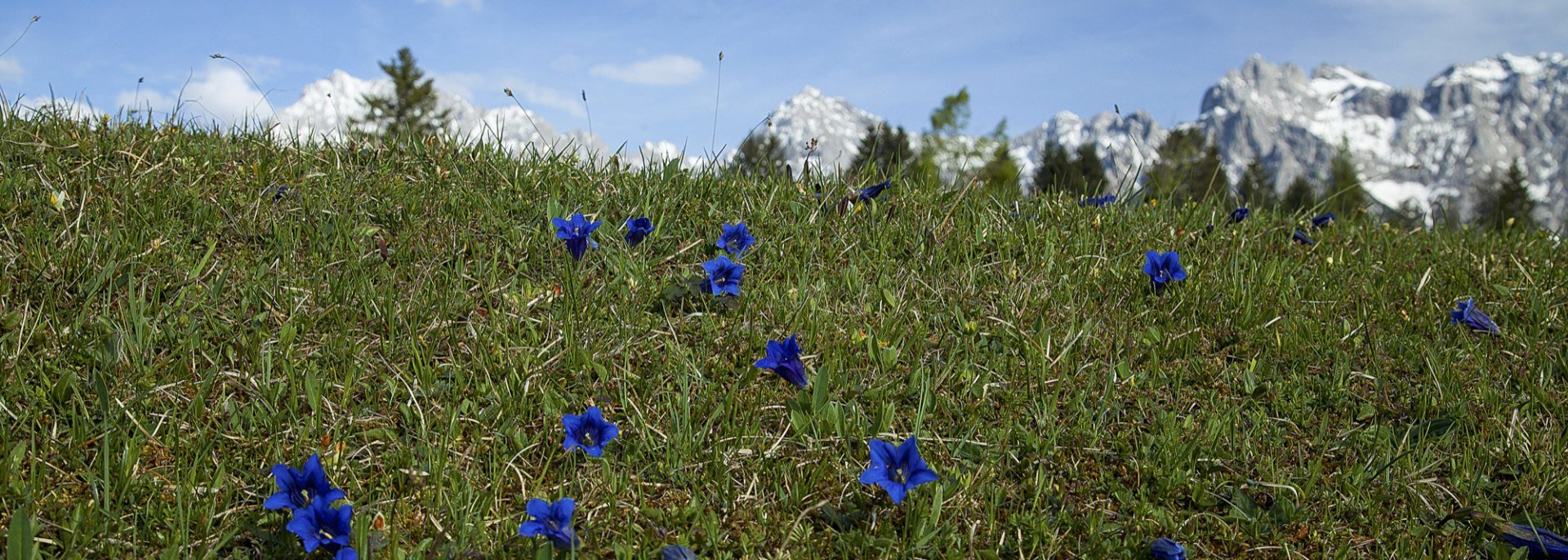 Königsblauer Enzian vorm Karwendel, © Alpenwelt Karwendel | Hubert Hornsteiner