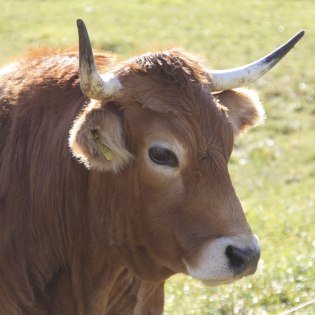 Ein Ochse der schützenswerten Rinderrasse Murnau-Werdenfelser, © Alpenwelt Karwendel | Maria Neuner