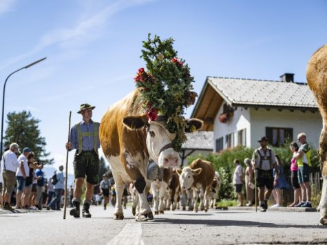 Krüner Almabtrieb mit Dorffest u. Bauernmarkt, © Alpenwelt Karwendel / Pierre Johne Krüner Almabtrieb mit Dorffest u. Bauernmarkt, © Alpenwelt Karwendel / Pierre Johne