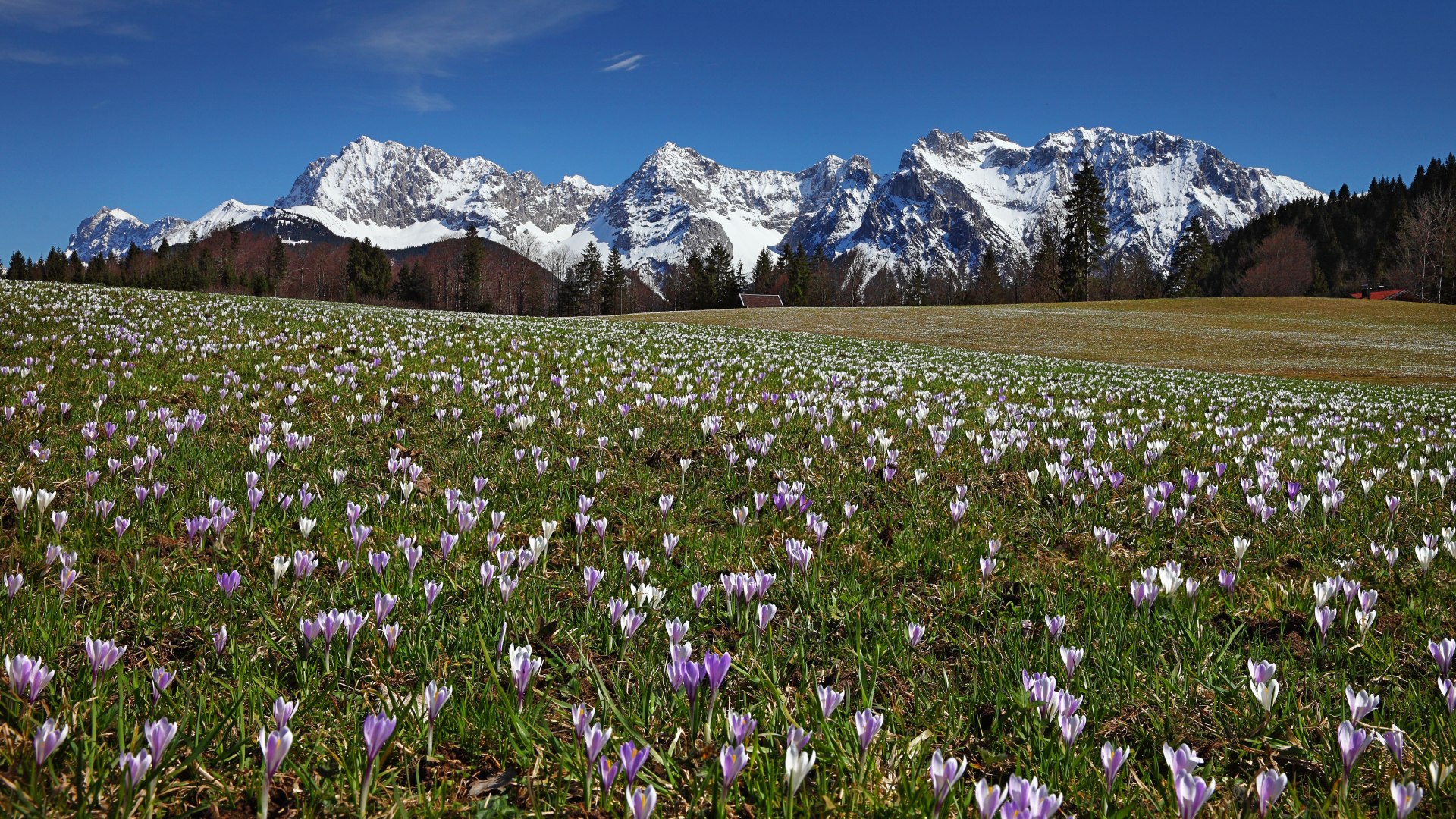 Sea of crocuses at Karwendel mountains near Mittenwald, © Alpenwelt Karwendel | Rudolf Pohmann