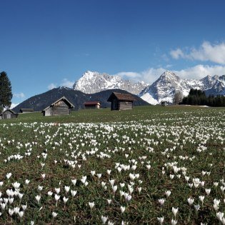 Krokusse vorm Karwendel im Frühling, © Alpenwelt Karwendel | Rudolf Pohmann 