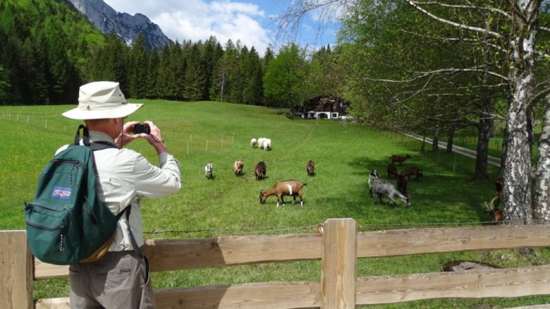 Die Ziegen und Schafe vor dem Traumhaus werden festgehalten , © Alpenwelt Karwendel | Andrea Schmölzer