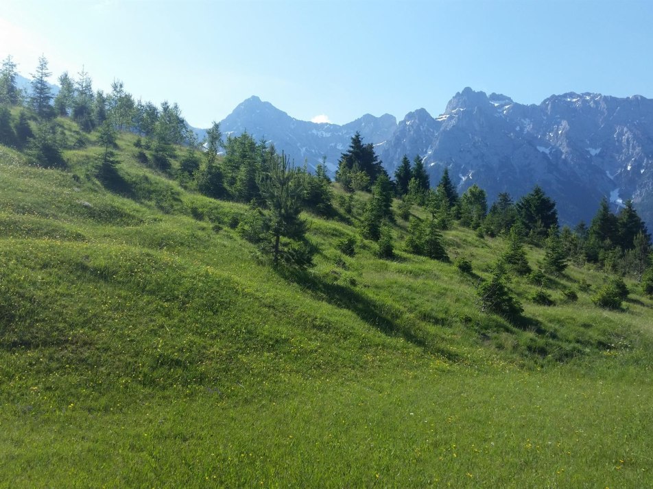 Buckelwiesen