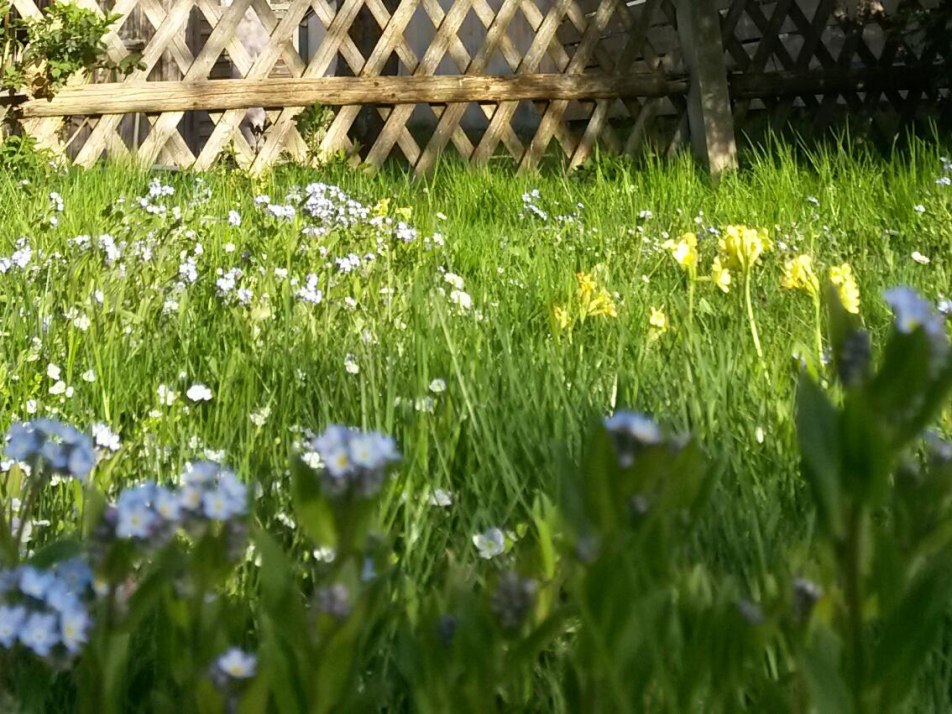 Blumenwiese