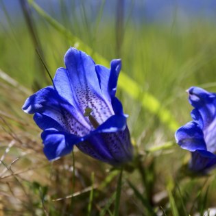 Frühlingsenzian in den Buckelwiesen, © Alpenwelt Karwendel | Stephanie Bech