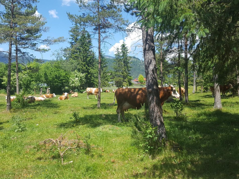 Kuhweide am Forsthaus, © Marianne Achner