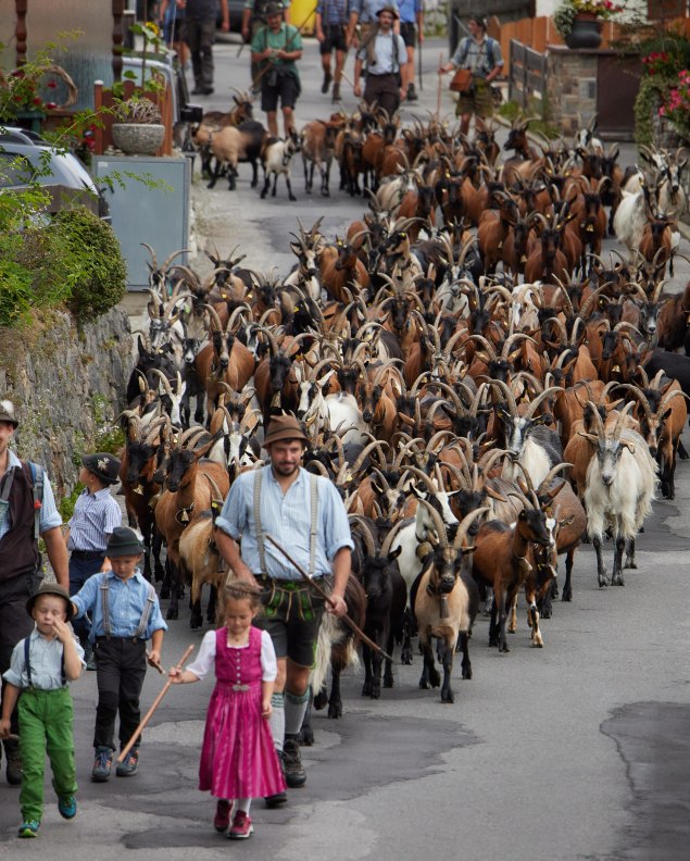 Ziegenabtrieb in Mittenwald, © Alpenwelt Karwendel/ Lukas Barth-Tuttas