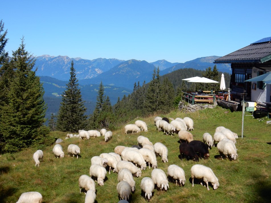 Hochlandhütte mit Schafe, © Alpenwelt Karwedel | Hochlandhütte Birgit Müller