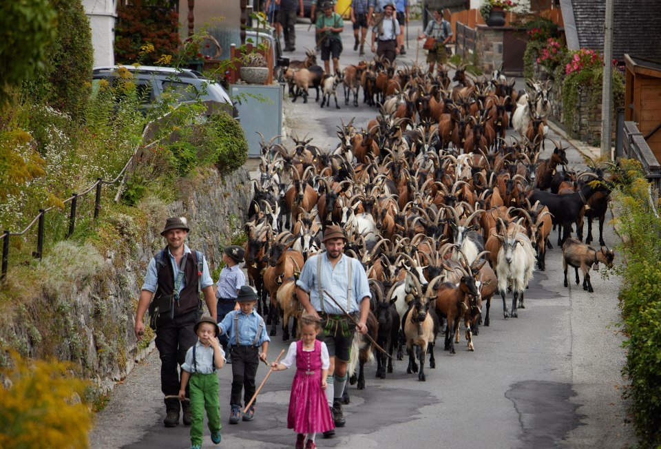 Ziegenabtrieb in Mittenwald, © Alpenwelt Karwendel/ Lukas Barth-Tuttas