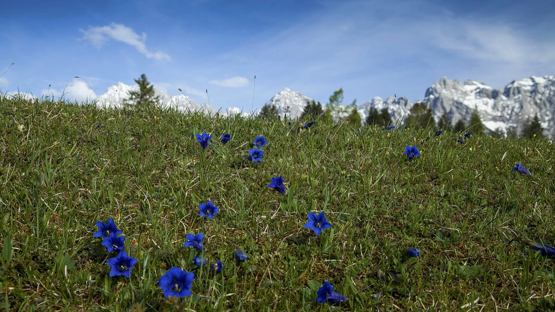 Königsblauer Enzian vorm Karwendel, © Alpenwelt Karwendel | Hubert Hornsteiner