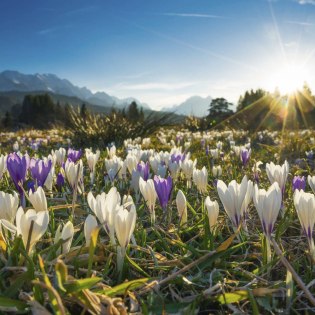 Thousands of crocuses transform spring into a colourful splendour in the Alpenwelt Karwendel, © Alpenwelt Karwendel | Kriner & Weiermann